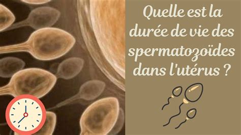 Spermatozoïdes : taille, durée de vie, nombre